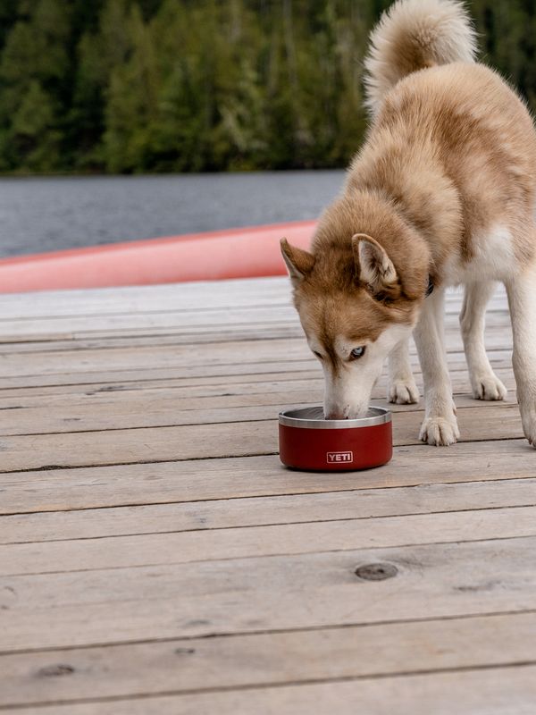 YETI Boomer™ 4 Dog Bowl | SportChek