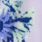 PURPLE TINT