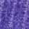 PURPLE ROSE